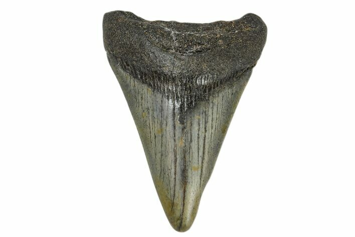 Juvenile Megalodon Tooth - North Carolina #172626